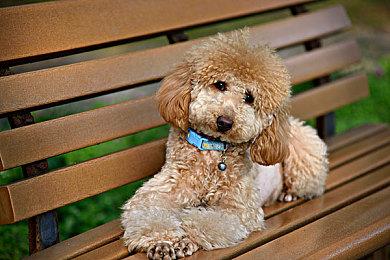 传《战地6》10月10日发售 撞车《羊蹄山之魂》